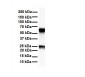 SLC33A1 antibody - middle region